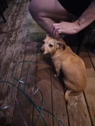 Reunited Female Dog last seen Blue sky, Carter, TX 76082