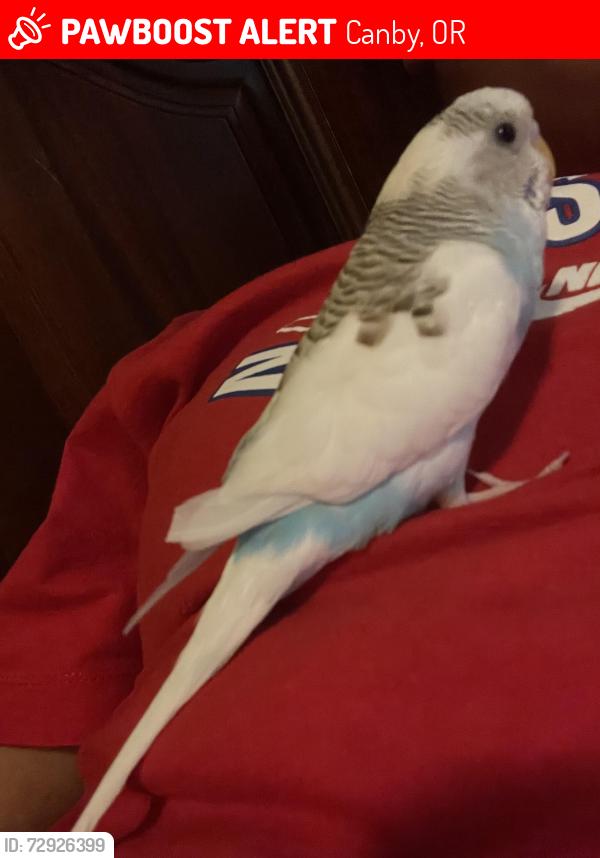 Lost Unknown Bird last seen Pine street, Canby, OR 97013