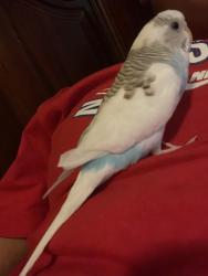 Lost Unknown Bird last seen Pine street, Canby, OR 97013