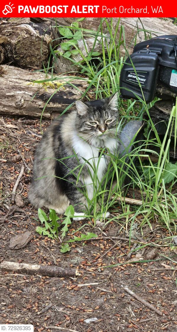 Lost Female Cat last seen Kendall and Sidney, Port Orchard Washington, near Givens community Center, Port Orchard, WA 98366