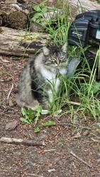 Lost Female Cat last seen Kendall and Sidney, Port Orchard Washington, near Givens community Center, Port Orchard, WA 98366