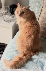 Lost Male Cat last seen E 63rd St, Indianapolis, IN 46236