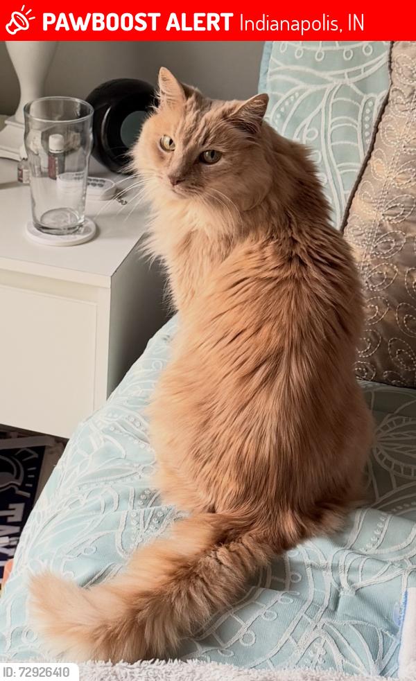 Lost Male Cat last seen E 63rd St, Indianapolis, IN 46236