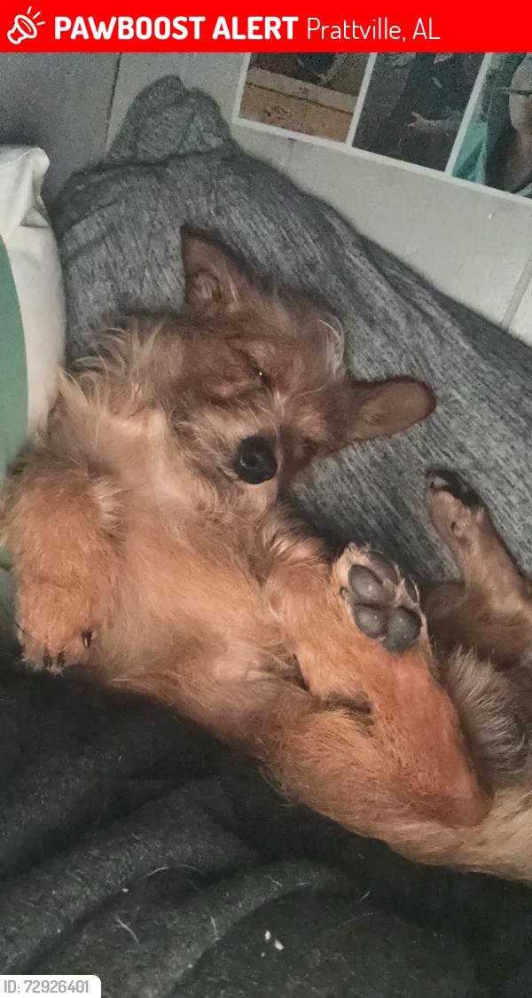 Lost Male Dog last seen Near county road 63 prattville al , Prattville, AL 36067