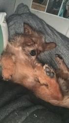 Lost Male Dog last seen Near county road 63 prattville al , Prattville, AL 36067