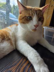 Lost Male Cat last seen Sportsman Airpark, Newberg, OR 97132