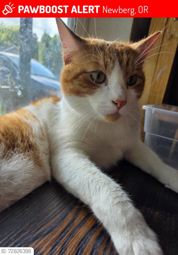 Lost Male Cat last seen Sportsman Airpark, Newberg, OR 97132