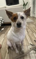 Reunited Female Dog last seen Monitor St, Bakersfield, CA 93307