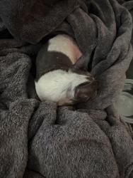Reunited Female Dog last seen park st ceres, Ceres, CA 95307