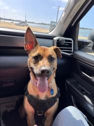 Lost Female Dog last seen Near jaffe ct , San Diego, CA 92119