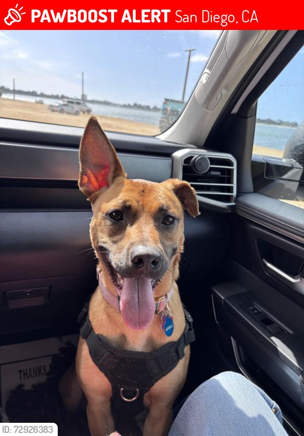 Lost Female Dog last seen Near jaffe ct , San Diego, CA 92119