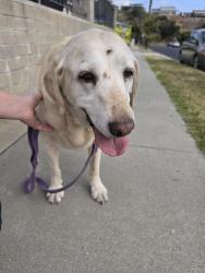 Reunited Female Dog last seen Parkside Ave & Utica Dr near William Penn Elementary School, San Diego, CA 92139