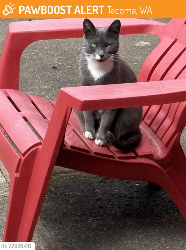 Found/Stray Female Cat last seen East 90th street and McKinley Ave, Tacoma, WA 98445