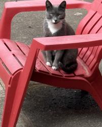 Found/Stray Female Cat last seen East 90th street and McKinley Ave, Tacoma, WA 98445