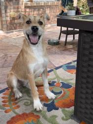 Reunited Female Dog last seen Crooked stick and Kiawah Isle, Timberwood Park, TX 78260
