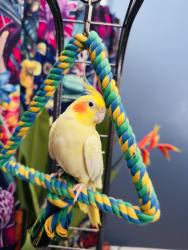 Lost Female Bird last seen Johnson & Essex , Rahway, NJ 07065