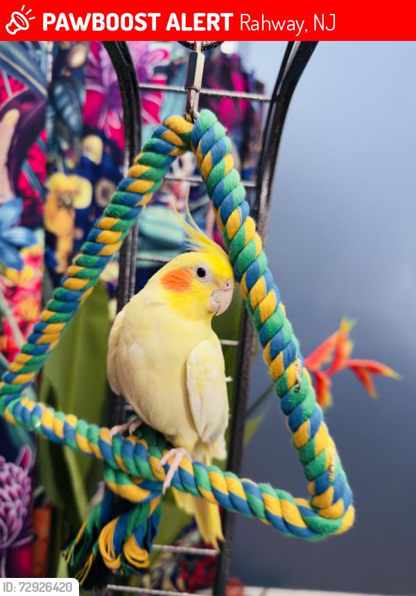 Lost Female Bird last seen Johnson & Essex , Rahway, NJ 07065