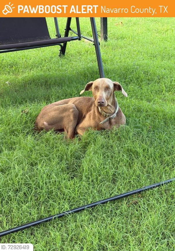Found/Stray Male Dog last seen fm 85 & 1129, Navarro County, TX 75105
