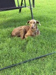 Found/Stray Male Dog last seen fm 85 & 1129, Navarro County, TX 75105