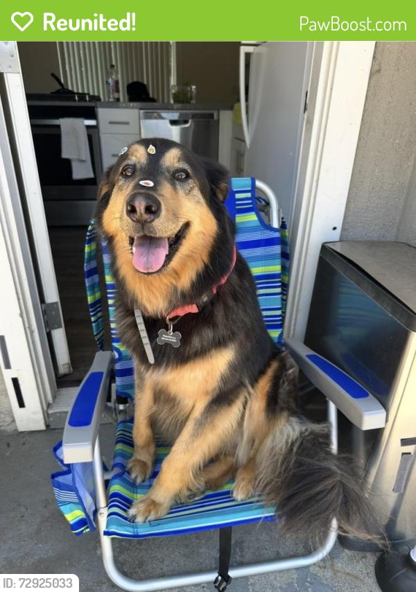 Reunited Female Dog last seen Vista, CA, USA, Vista, CA 92083