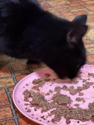 Reunited Male Cat last seen Near Prospect St. off of Pearce Rd., Swansea, MA 02777