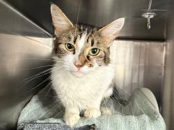 Shelter Stray Female Cat last seen Near E 110th Street, NEW YORK, NY, 10029, New York, NY 10029