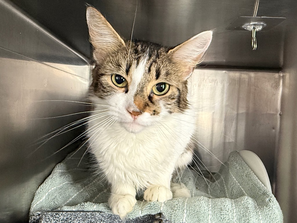 Shelter Stray Female Cat last seen Near E 110th Street, NEW YORK, NY, 10029, New York, NY 10029