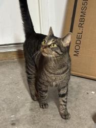 Reunited Unknown Cat last seen Prairie Dawn Dr and E Harmon Rd., Fort Worth, TX 76131