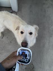 Reunited Female Dog last seen Central Ave Broadway , Phoenix, AZ 85041