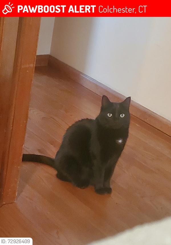 Lost Female Cat last seen Westchester congregational church, Colchester, CT 06415