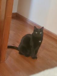 Lost Female Cat last seen Westchester congregational church, Colchester, CT 06415