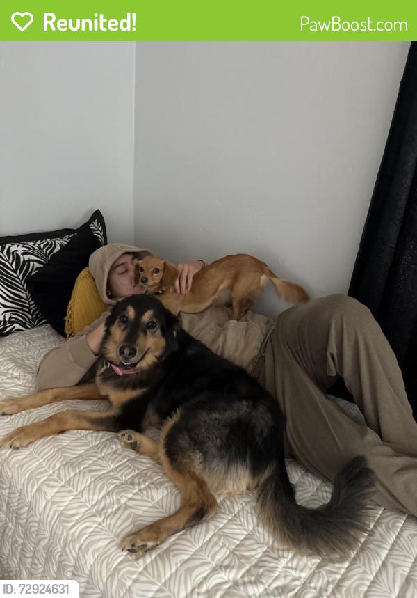 Reunited Female Dog last seen Near E Indian Rock Rd, Vista, CA 92084, USA, Vista, CA 92084