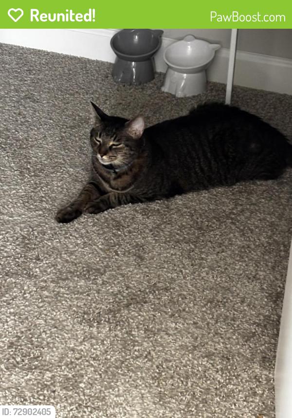 Reunited Male Cat last seen Piney Green, Jacksonville, NC 28544