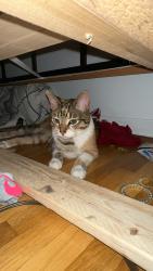 Reunited Female Cat last seen Sylvania and Talmadge , Toledo, OH 43623