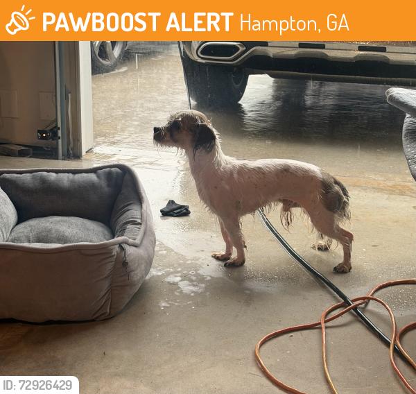 Found/Stray Male Dog last seen Bluecoat Cir , Hampton , Hampton, GA 30228