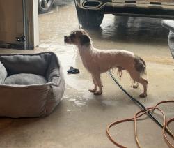 Found/Stray Male Dog last seen Bluecoat Cir , Hampton , Hampton, GA 30228