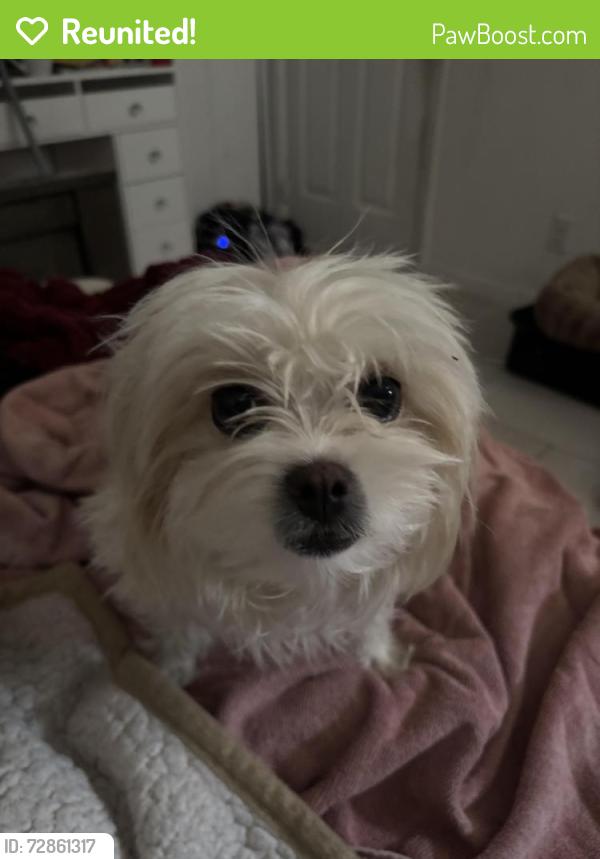 Reunited Female Dog last seen Near 10025 Nesbit ave , El Paso, TX 79924