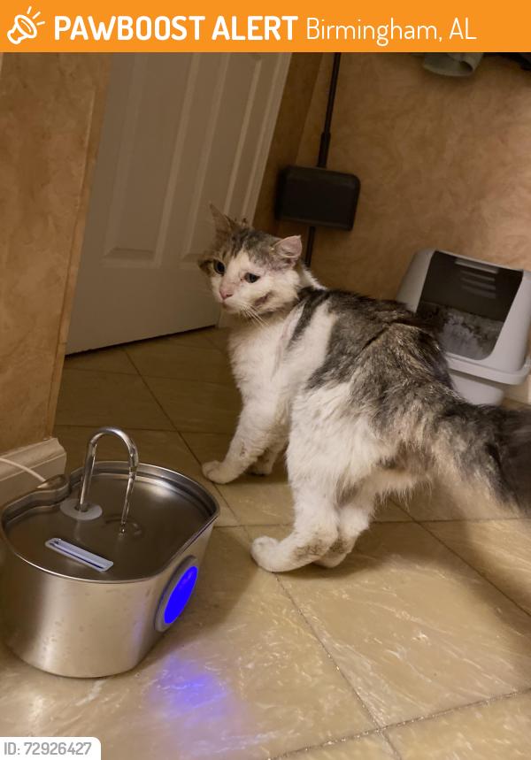 Found/Stray Male Cat last seen Pratt Hwy near storm shelter, Birmingham, AL 35214