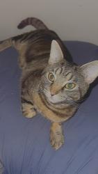 Reunited Male Cat last seen Turfway rd, dixie highway , Florence, KY 41042