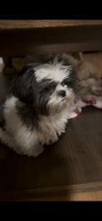 Lost Female Dog last seen     Near Menaul Blvd NW & 11th St NW, Albuquerque, NM 87107