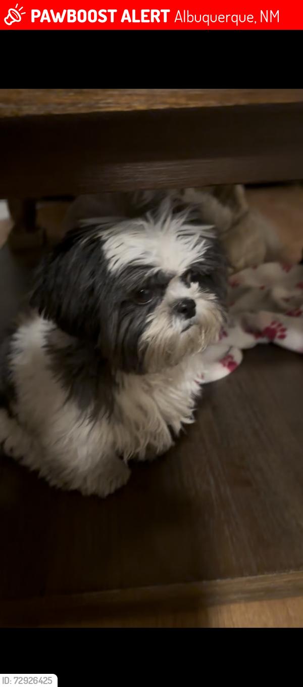 Lost Female Dog last seen     Near Menaul Blvd NW & 11th St NW, Albuquerque, NM 87107