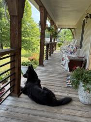 Reunited Male Dog last seen Near Alexander rd Pell city Al , Pell City, AL 35128