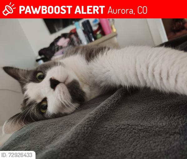 Lost Female Cat last seen Buckley and Evans, Aurora, CO 80013