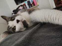 Lost Female Cat last seen Buckley and Evans , Aurora, CO 80013