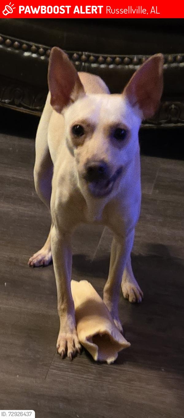 Lost Male Dog last seen City lake park , Russellville, AL 35653