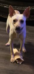 Lost Male Dog last seen City lake park , Russellville, AL 35653