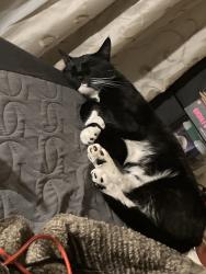 Reunited Male Cat last seen zion pkwy nw & 226th Ln NW and zion parkway NW & 228th Ln NW, Bethel, MN 55005