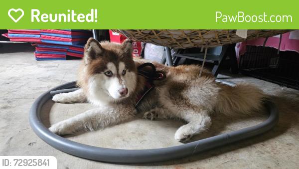 Reunited Male Dog last seen NE belfair Tahuya Rd, Mason County, WA 98528