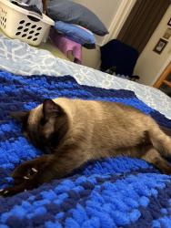 Reunited Male Cat last seen Eagle Point and Shoreline Drive, Hampton, VA 23669