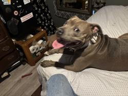 Reunited Male Dog last seen Southcross and pecan valley, San Antonio, TX 78223